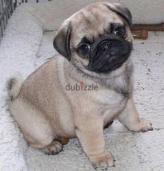 Whatsapp me +96555207281 Pug puppies for sale