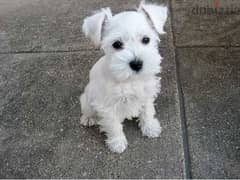 Whatsapp me +96555207281 Miniature Schnauzer puppies