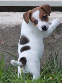 Whatsapp me +96555207281 Jack Russell Terrier puppies