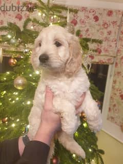 Whatsapp me +96555207281 Goldendoodle puppies for sale 0