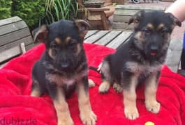 Whatsapp me +96555207281 German Shepherd puppies for sale 0