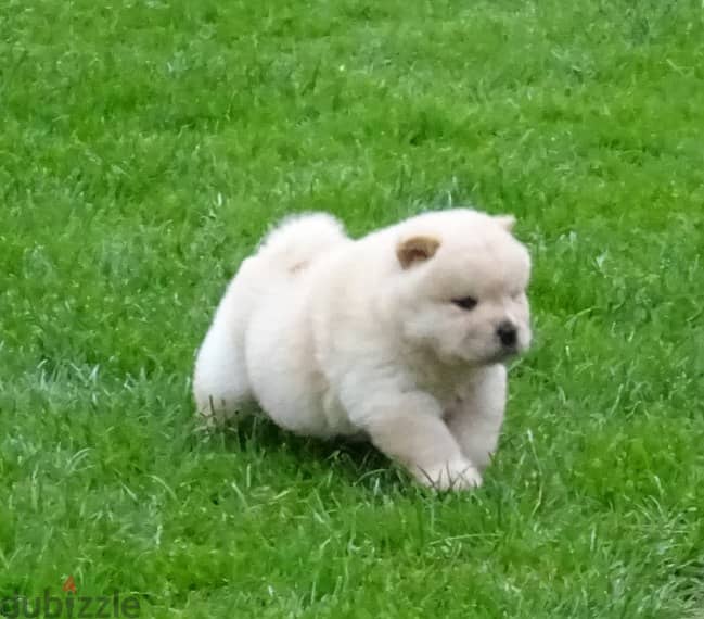 Whatsapp me +96555207281 Chow Chow puppies for sale 1