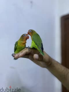 Tamed pair of Fischer love Birds-20kd