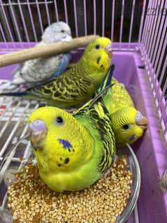 For sale home breed beautiful Holland birds 0