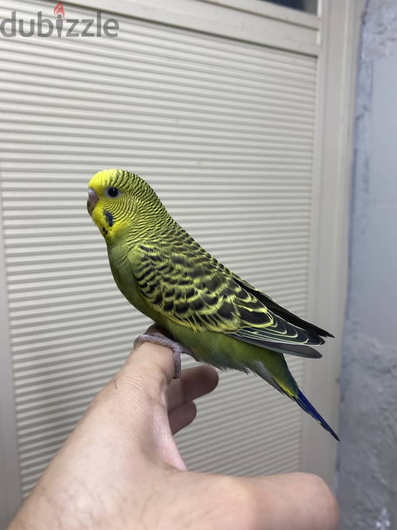 For sale home breed beautiful Holland birds 1