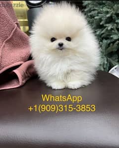 White Pomer,anian available