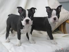 whatsapp me +96555207281 Boston Terrier  puppies