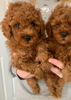 Whatsapp me +96555207281 Perfect Toy poodle puppies for sale