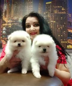 Whatsapp me +96555207281 Perfect Pomeranian puppies for sale