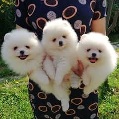 Whatsapp me +96555207281 Friendly Pomeranian puppies for sale 0