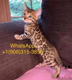 Male Bengal  available