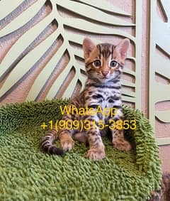 Female Bengal available 0