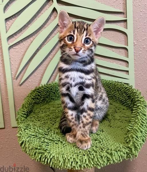 Female Bengal available 1