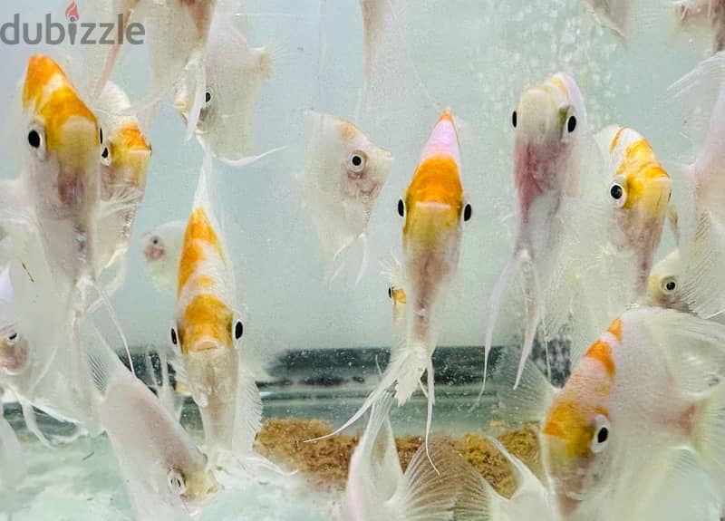 Angel fish for sale 1