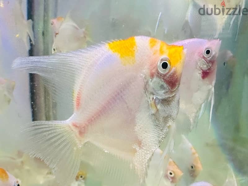 Angel fish for sale 2