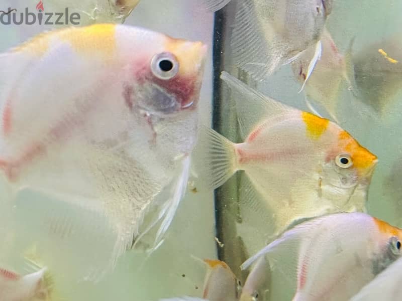 Angel fish for sale 3