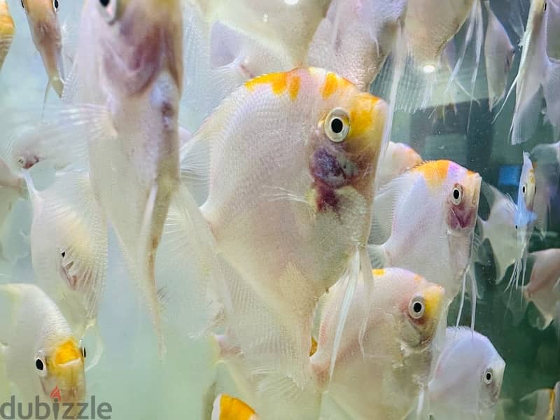 Angel fish for sale 4