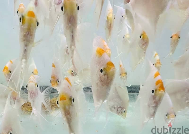 Angel fish for sale 5