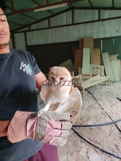 this for sale  owls bird baby 0