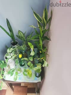 Plants and pots 0