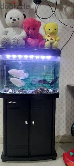 fish tank with 7 big fishes and all accessories