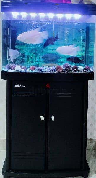 fish tank with 7 big fishes and all accessories 1