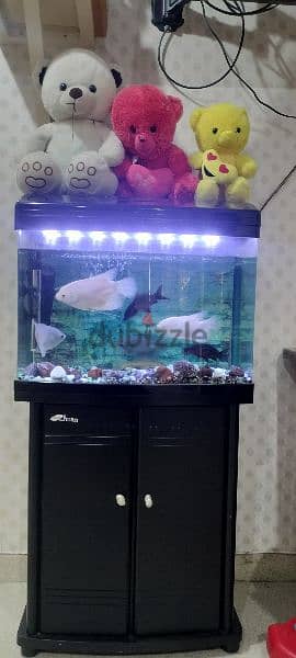 fish tank with 7 big fishes and all accessories 2