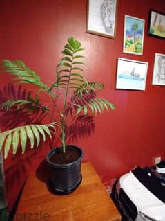 indoor palm for sale