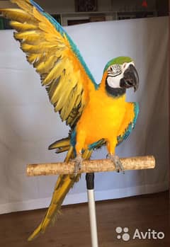 Whatsapp me +96555207281 Charming Blue and Gold macaw parrots
