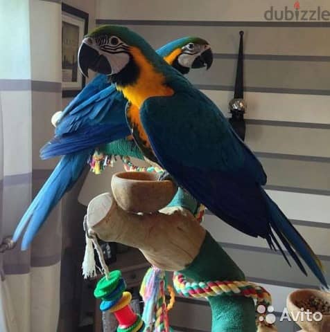 Whatsapp me +96555207281 Charming Blue and Gold macaw parrots 1