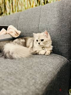Female Persian Cat 0