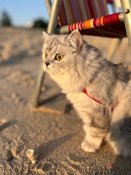 Female Persian Cat 3