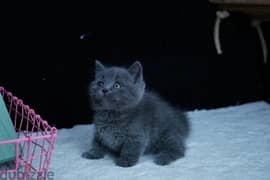 Whatsapp me +96555207281 Cutest British Shorthair kittens 0