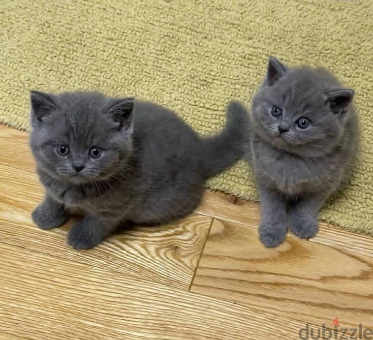 Whatsapp me +96555207281 Cutest British Shorthair kittens 1