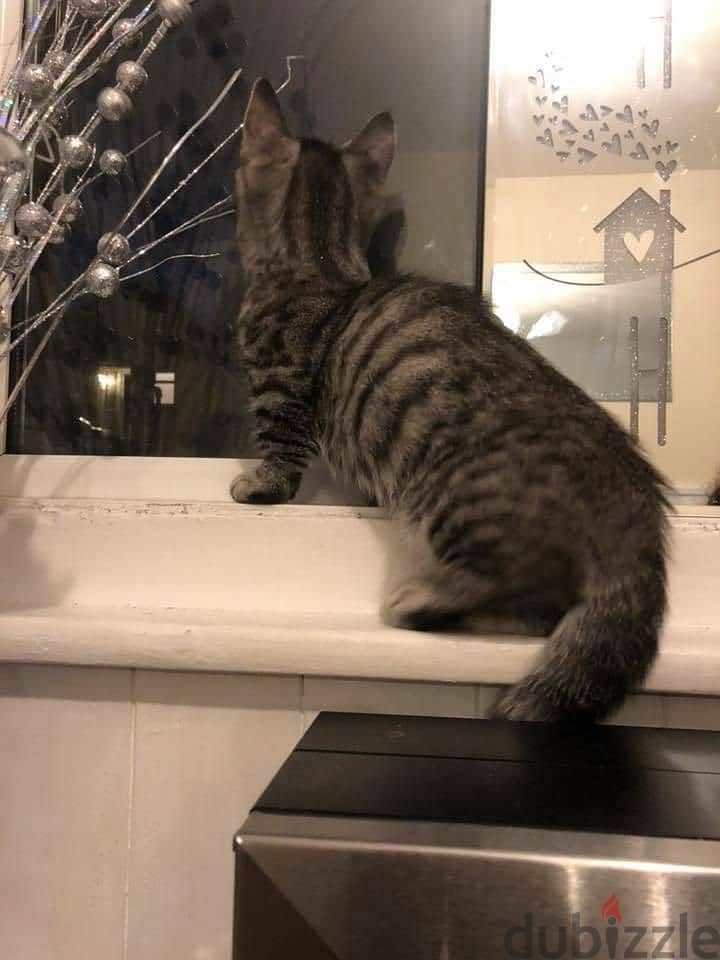 Whatsapp me +96555207281 Two Munchkin Cats for sale 1