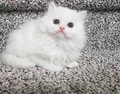 Whatsapp me +96555207281 White Persian kittens 0