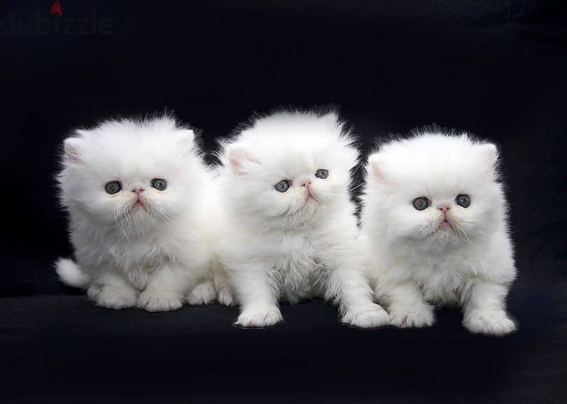 Whatsapp me +96555207281 White Persian kittens 1