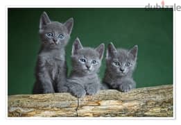 Whatsapp me +96555207281 Cute Russian Blue Cats for sale 0
