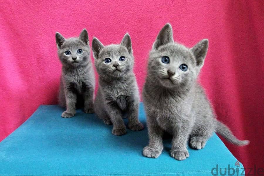 Whatsapp me +96555207281 Cute Russian Blue Cats for sale 1