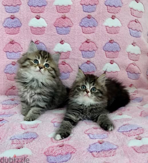 Whatsapp me +96555207281 Healthy Siberian kittens for sale 2