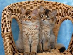 Whatsapp me +96555207281 Pure Somali kittens for sale 0