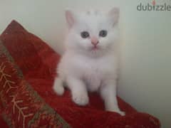 Whatsapp me +96555207281 Amazing  Turkish Angora Cats for sale