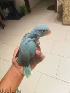 Blue Baby Ring Neck Parrot For sale.