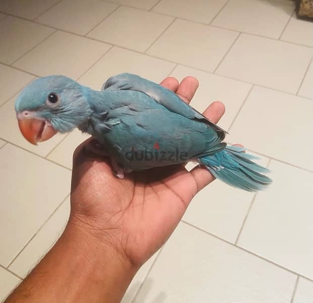 Blue Baby Ring Neck Parrot For sale. 1