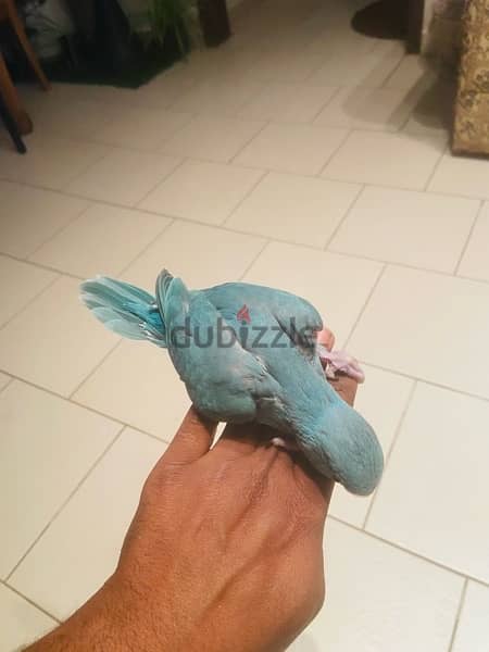 Blue Baby Ring Neck Parrot For sale. 2
