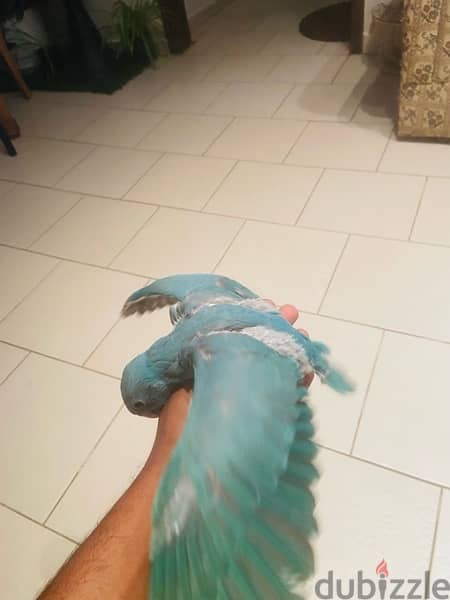 Blue Baby Ring Neck Parrot For sale. 3
