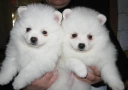 whatsapp me +96555207281  Nice pomeranian puppies for sale