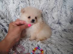 Whatsapp me +96555207281 Small size pomeranian puppies for sale