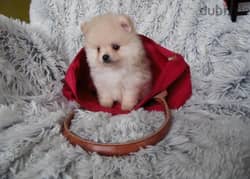Whatsapp me +96555207281 Cream Pomeranian puppies for sale
