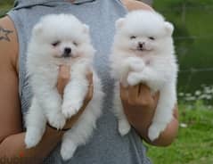 Whatsapp me +96555207281 Well trained pure Pomeranian puppies 0